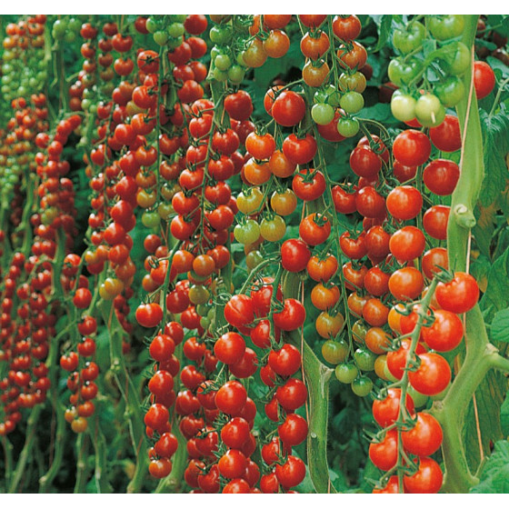 Tomātu sēklas Favorita F1 (5s)