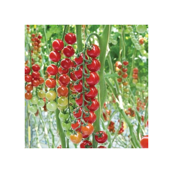 Ķirštomāti COMPETITION F1...