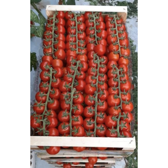 Tomāti Elvys F1 (5 sēklas)