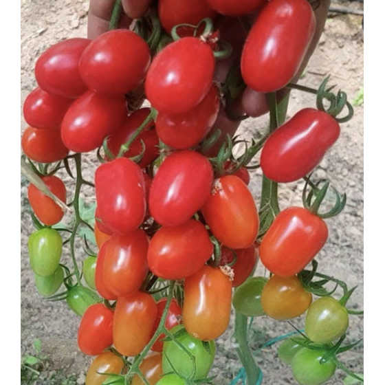 Tomāti Mini Star F1 (3 sēklas)