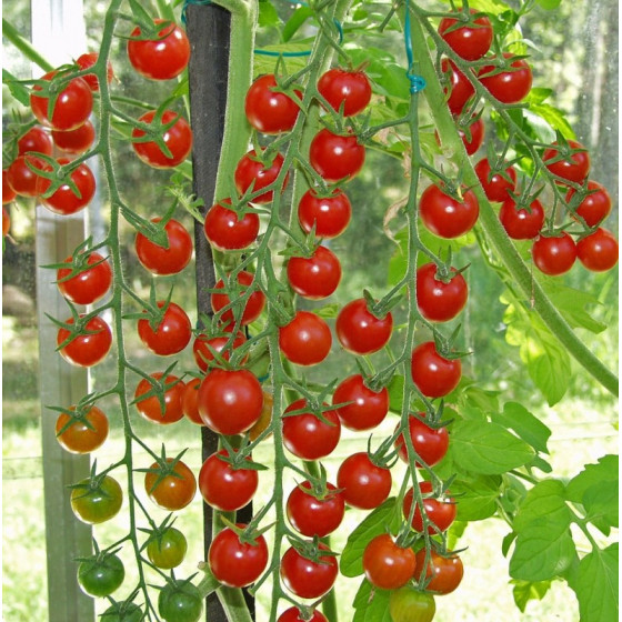 Tomāti Supersweet 100 F1 (...