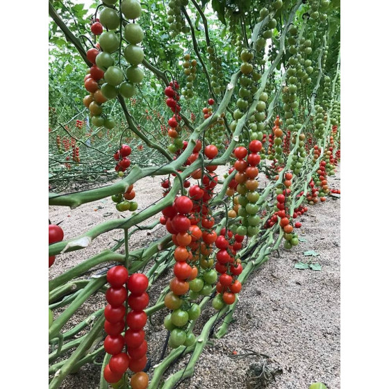 Tomāti ISI 82204 F1 (5sēklas)