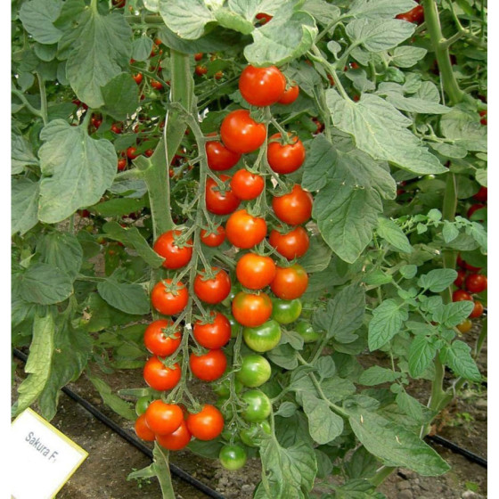 Tomāti Sakura F1 (5 sēklas)