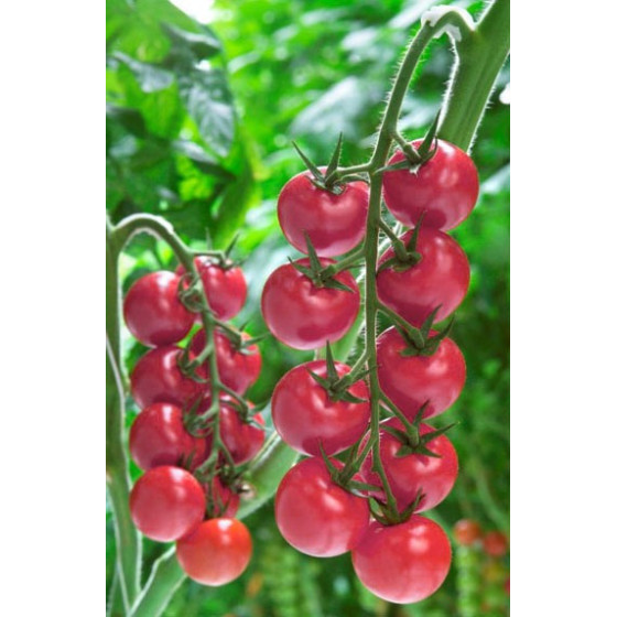 Tomātu sēklas Rhianna (100s)