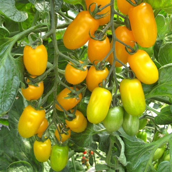 Tomāti Dolly F1 (5 sēklas)