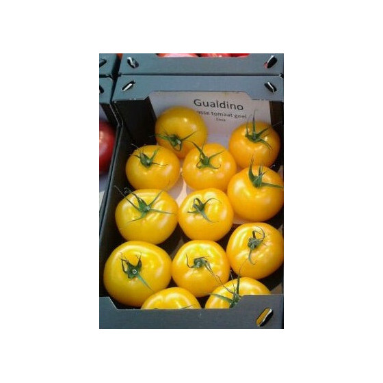 Tomāti Gualdino F1(10s)