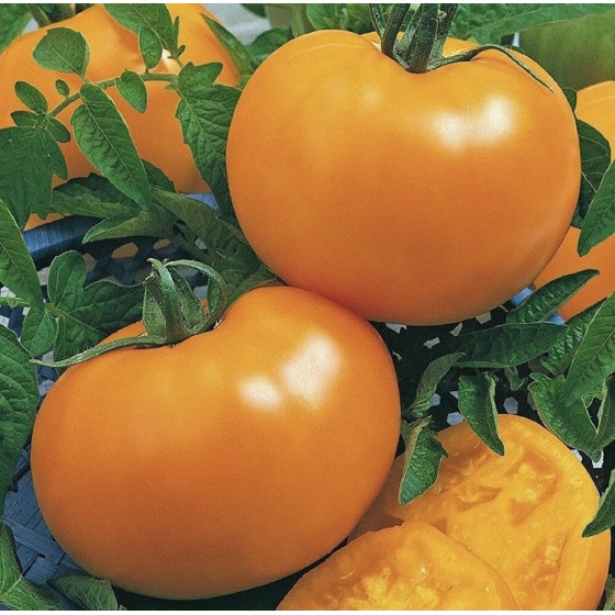 Tomāti Lemon Boy F1 (10 sēkl.)