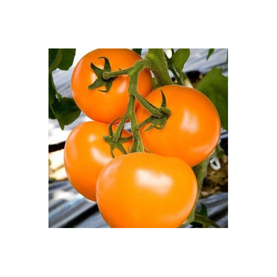 Tomāti Taiyo F1 (TI-169) F1...