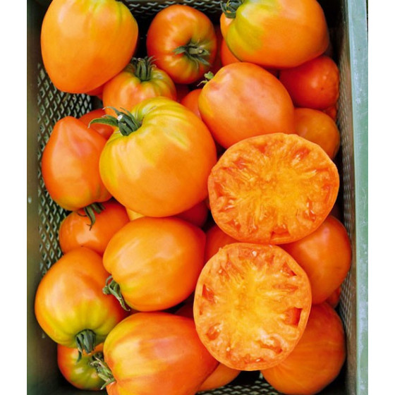 Tomāti Ochsenherz F1 10s...