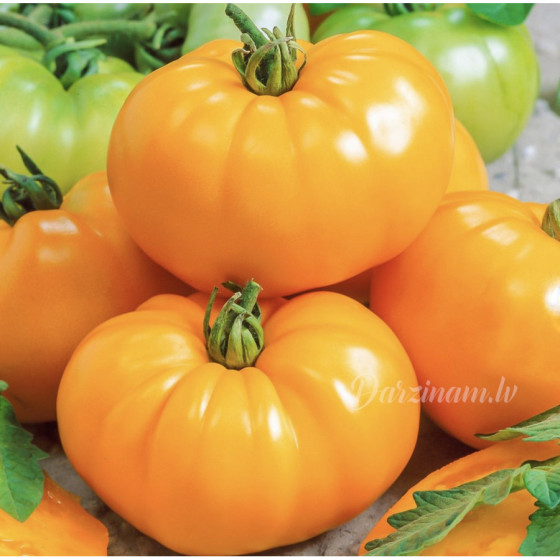 Tomātu sēklas Beorange (10s)