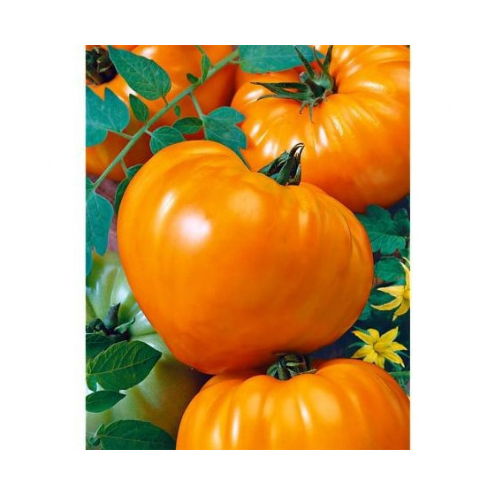 Tomāti Oxheart orange 5 sēklas