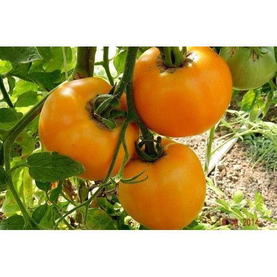 Tomātu sēklas JANTARNYJ 10s