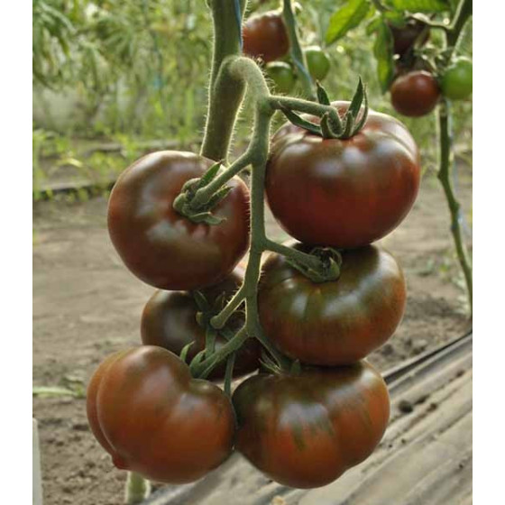 Tomāti Bronson F1 10 sēklas