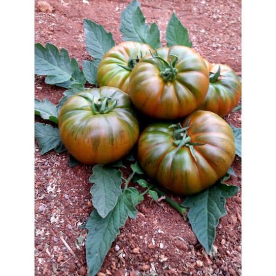 Tomāti Bocamegra F1 5s*