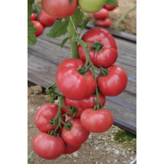 Tomātu sēklas Fuji Pink (6s)