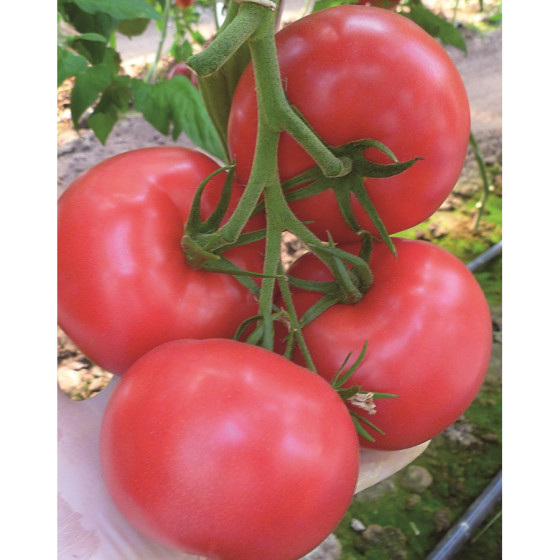 Tomāti Tomimaru Muchoo F1 3s