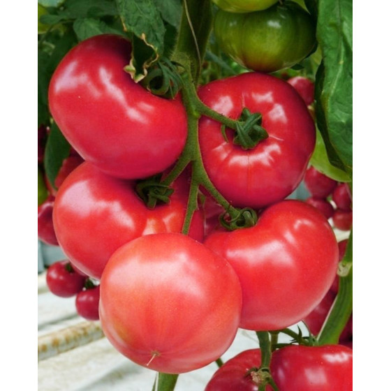 Tomāti Aphen F1 (10 sēkl.)...