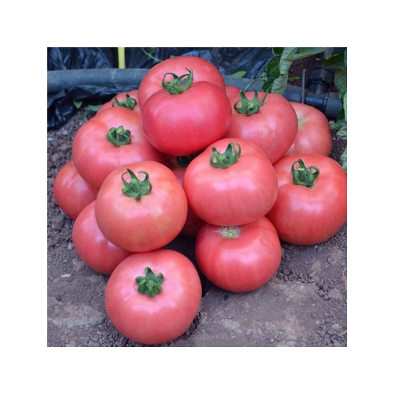 Tomāti Dimerosa F1 (5s)