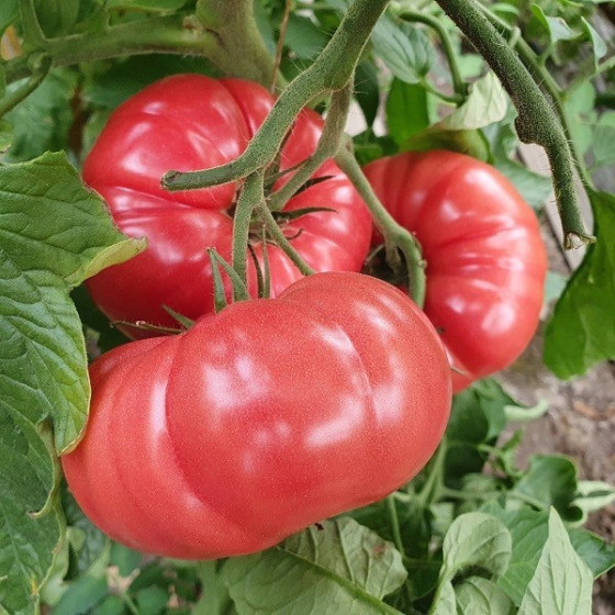 Tomāti Buffalo pink F1...