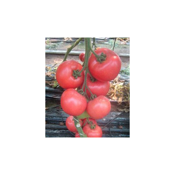 Tomātu sēklas Esmira F1 (5s)