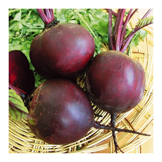 Bietes Cardeal F1 (~500s)