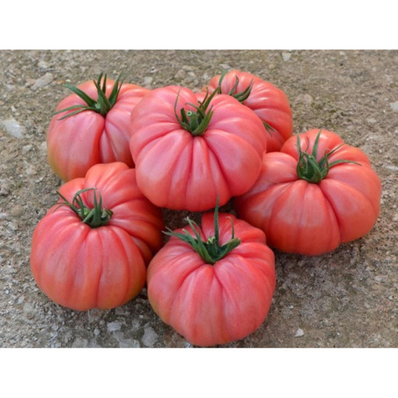 Tomāti Rosalinda F1 3 sēkl.