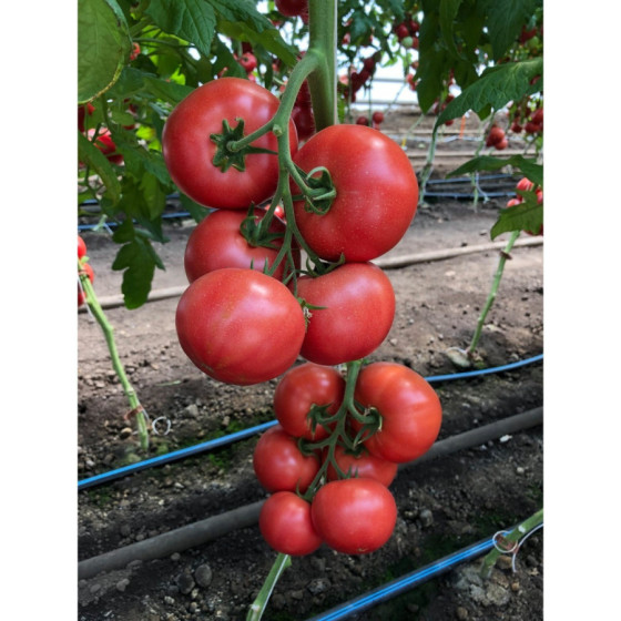 Tomāti Manusa F1 5 sēkl.