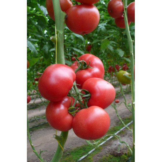 Tomāti Kwintella F1 10 sēklas