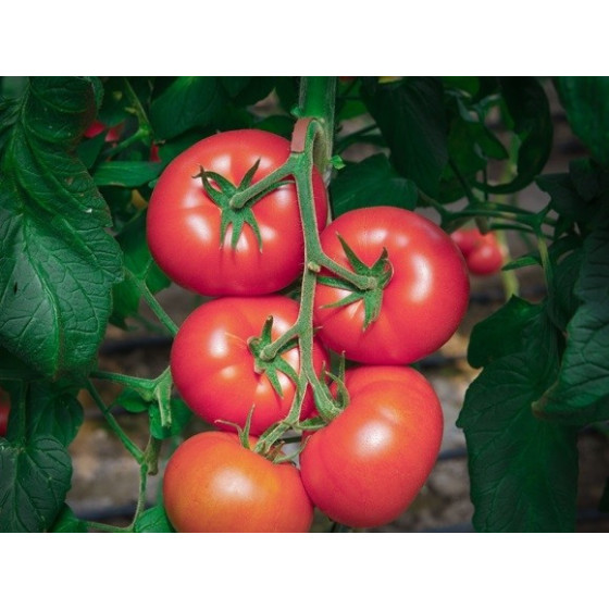Tomāti Clarosa F1 (10 sēklas)
