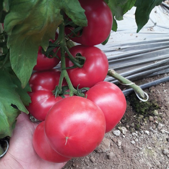 Tomāti Pink Impression F1...