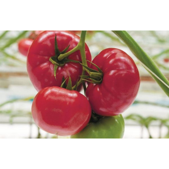 Tomāti Fujimaru F1 (50 sēklas)