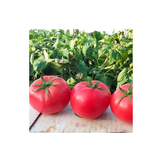 Tomāti Hapynet F1 5 sēklas...