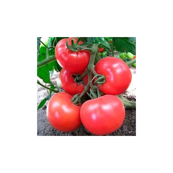 Tomātu sēklas Honey Moon F1...