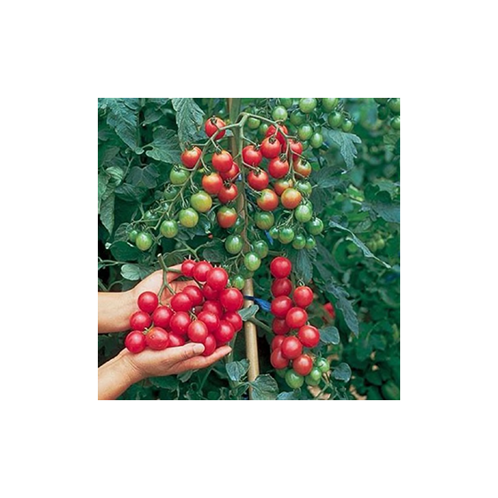 Tomāti Balkonzauber...