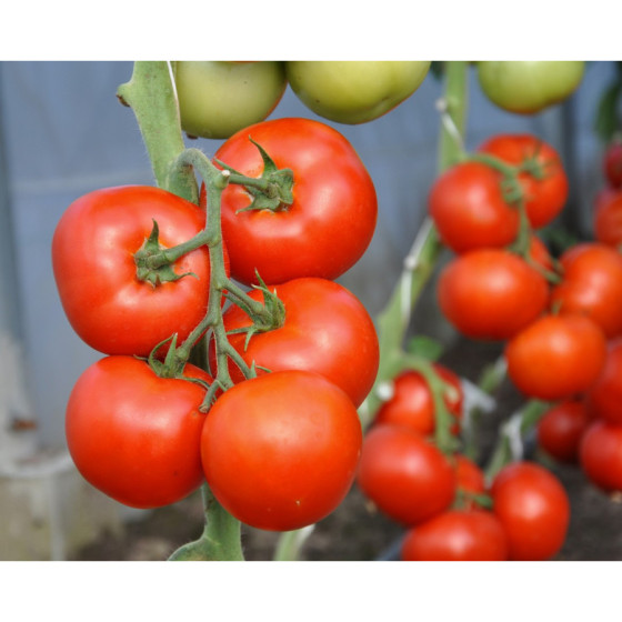 Tomāti Abellus F1 10s