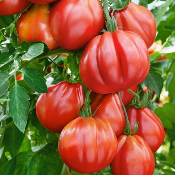 Tomāti Borsalina F1 10 sēklas