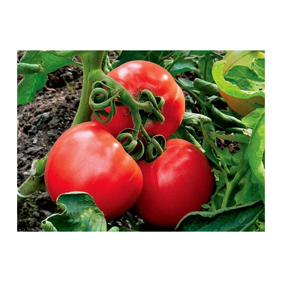 Tomāti BROOKLYN H 10s