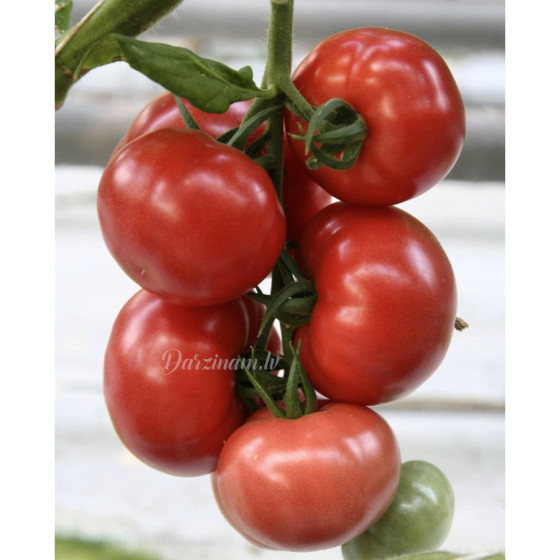 Tomāti Cedrico RZ F1 (5s.)