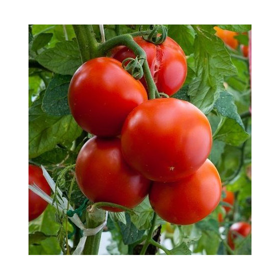 Tomāti Baron F1 20s