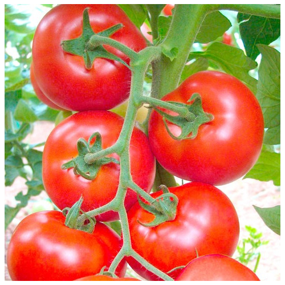Tomāti Isabel F1 5s