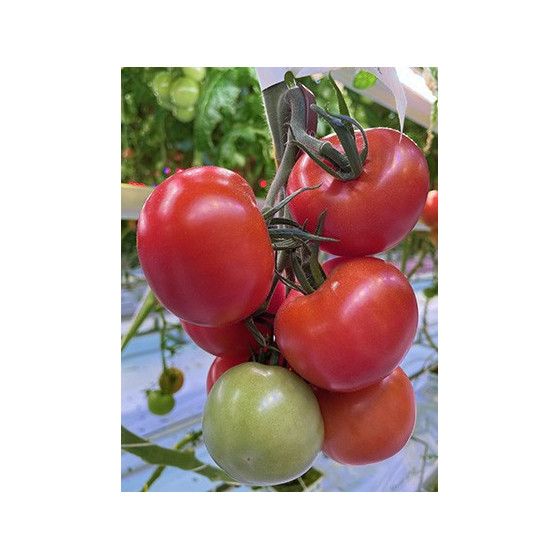 Tomāti Audiance F1 5 sēklas