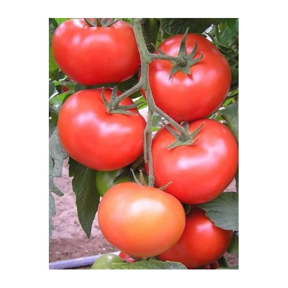 Tomāti Carnegie F1 (5 sēklas)
