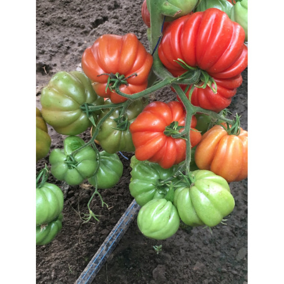 Tomātu sēklas RUGANTINO F1 5s