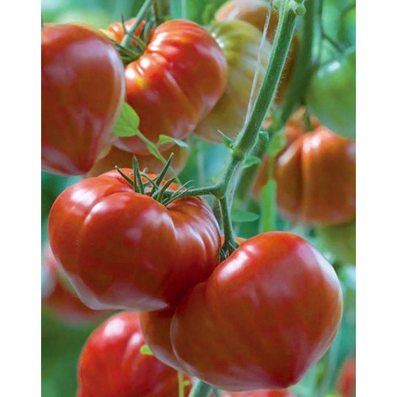 Tomāti Gourmandia F1 10 sēklas