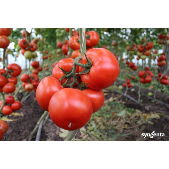 Tomātu sēklas Trioset F1...