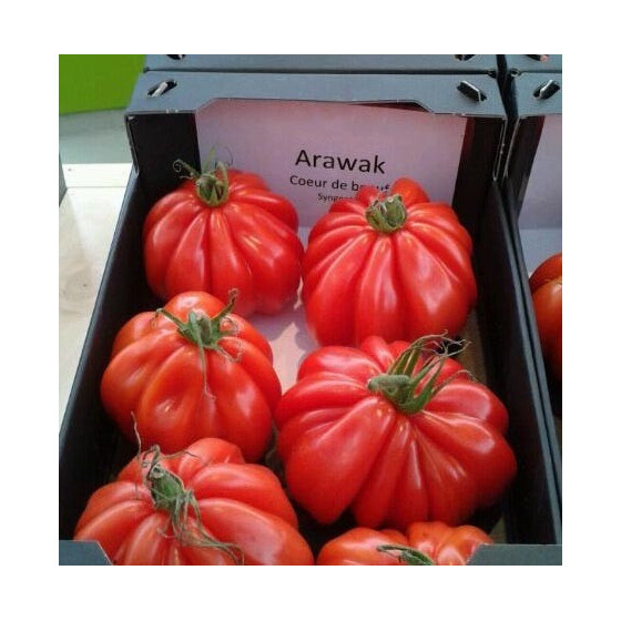 Tomāti Arawak F1 5 sēkl.