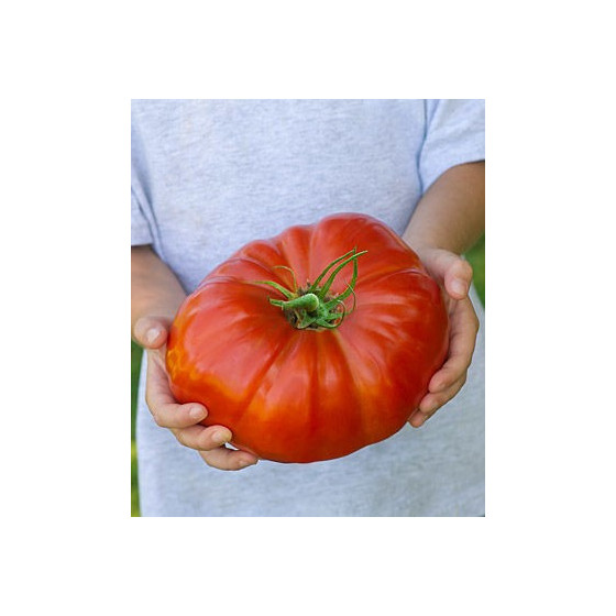 Lielaugļu tomāti BIG BEEF...