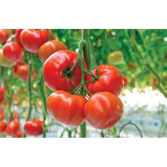 Tomāti Foronti F1...
