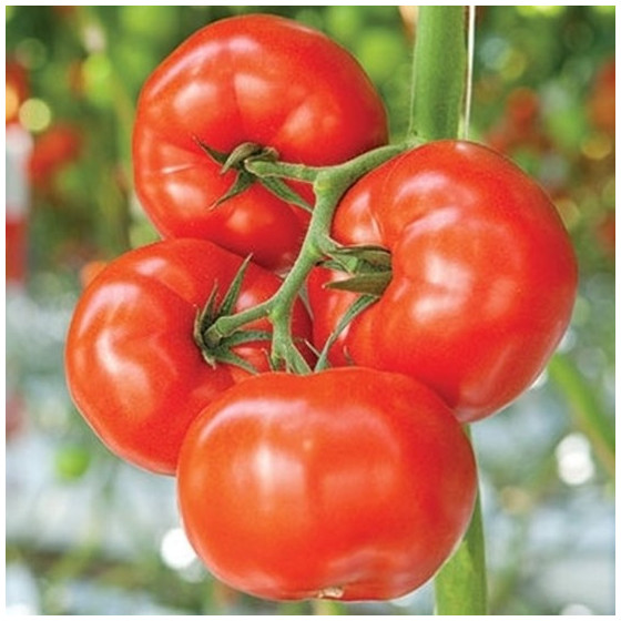 Tomāti Rebelski F1 (5 sēkl.)