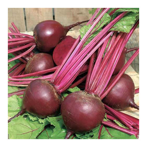 Bietes Pablo F1 (~5000 sēklas)